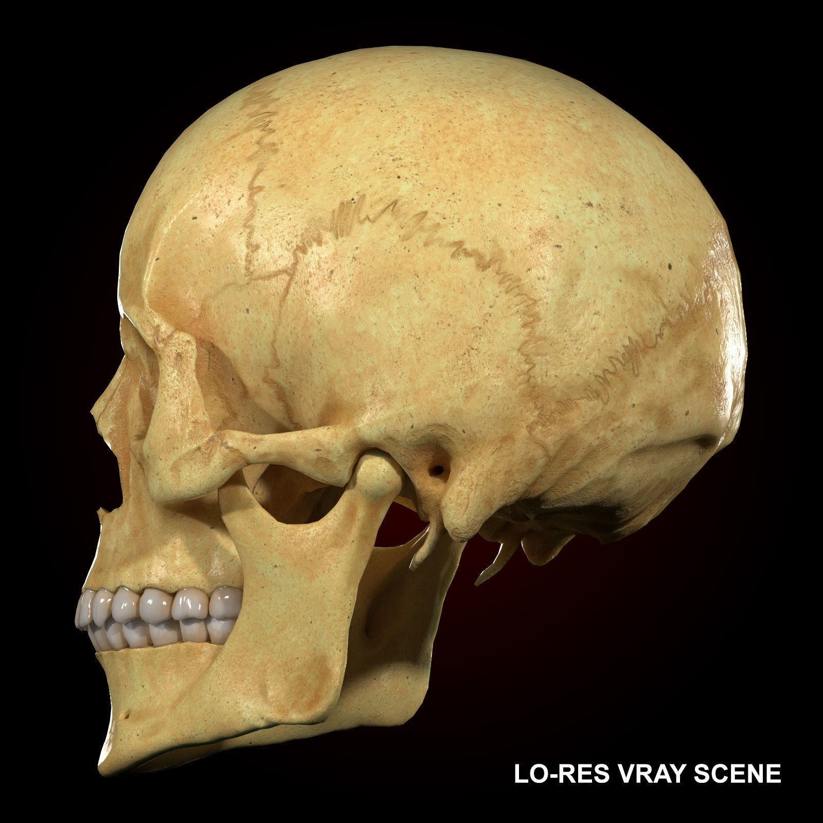 Realistic Skull Teeth and Jaw 3D Model and Sculpt 3D model_6