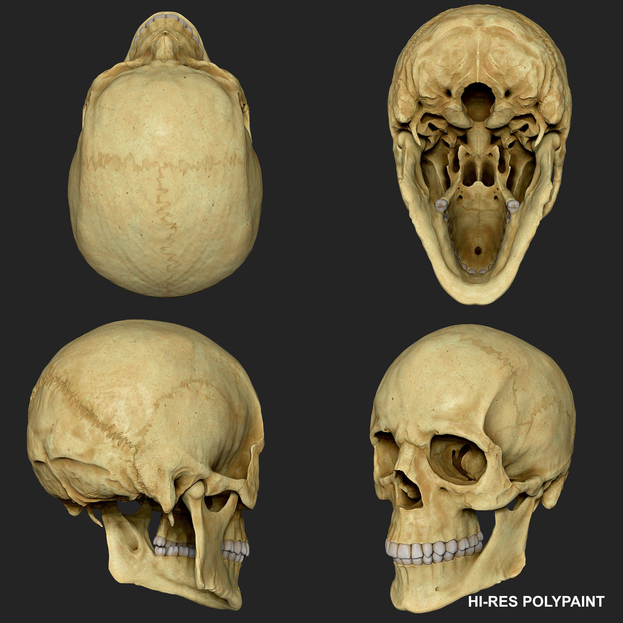 Realistic Skull Teeth and Jaw 3D Model and Sculpt 3D model_13
