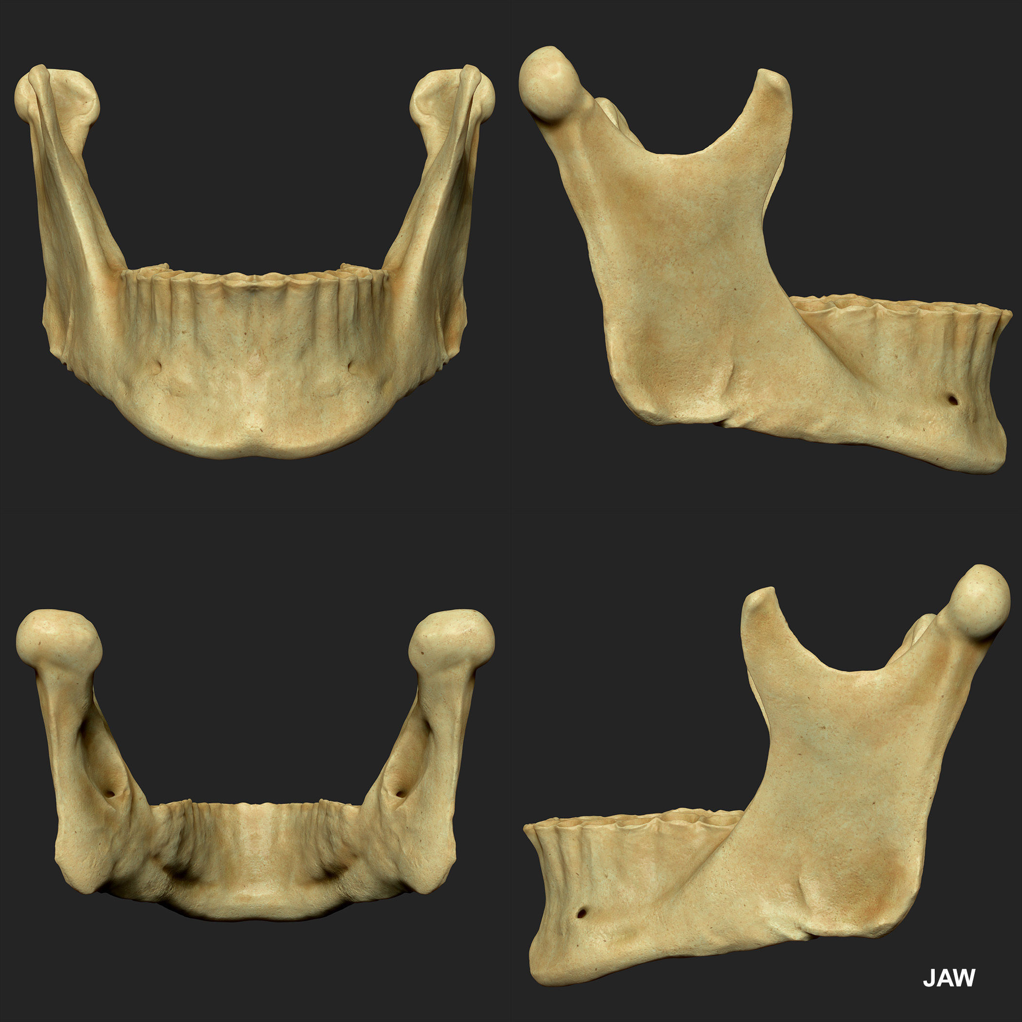 Realistic Skull Teeth and Jaw 3D Model and Sculpt 3D model_21