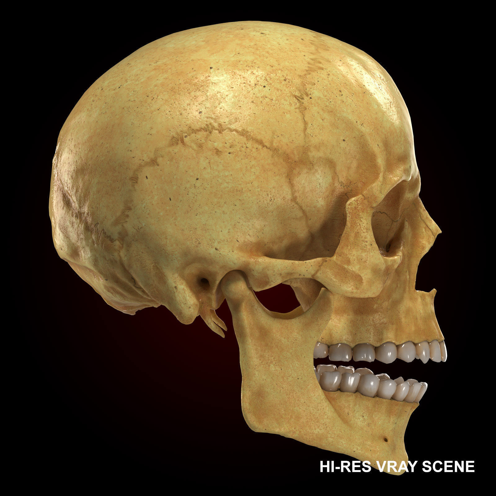 Realistic Skull Teeth and Jaw 3D Model and Sculpt 3D model_11