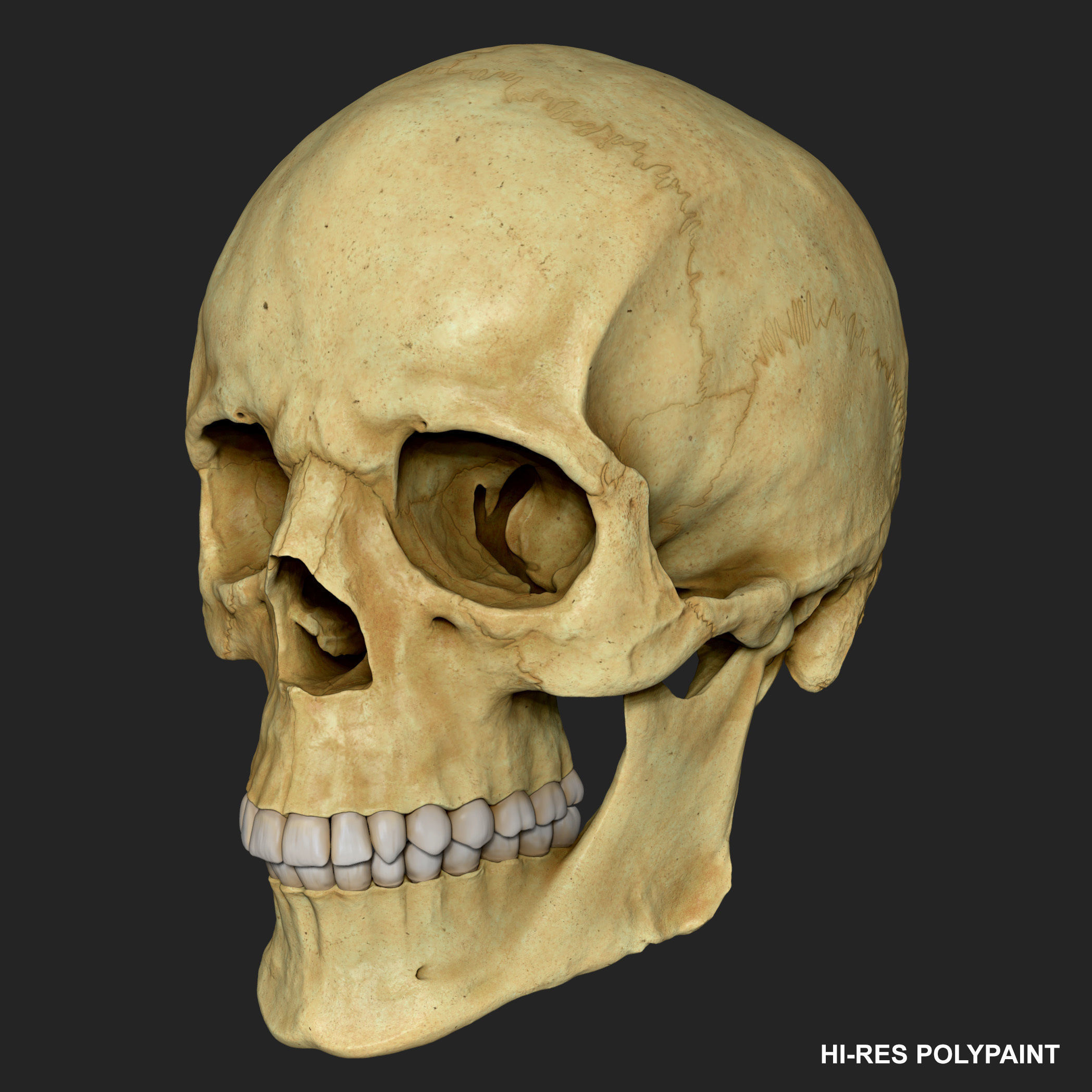Realistic Skull Teeth and Jaw 3D Model and Sculpt 3D model_14
