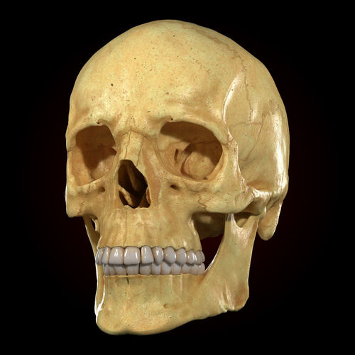 Realistic Skull Teeth and  Jaw 3D Model and Sculpt 3D model