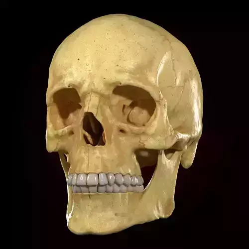 Realistic Skull Teeth and  Jaw 3D Model and Sculpt 3D model