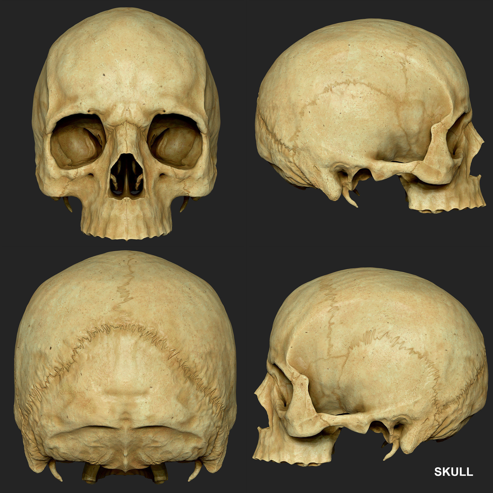Realistic Skull Teeth and Jaw 3D Model and Sculpt 3D model_20