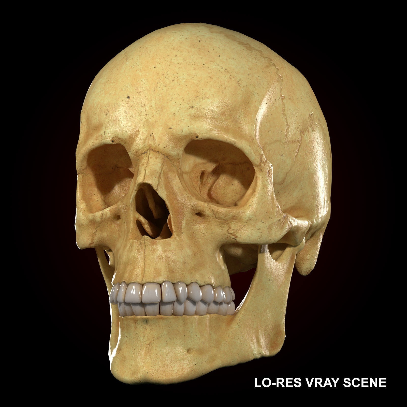 Realistic Skull Teeth and Jaw 3D Model and Sculpt 3D model_4