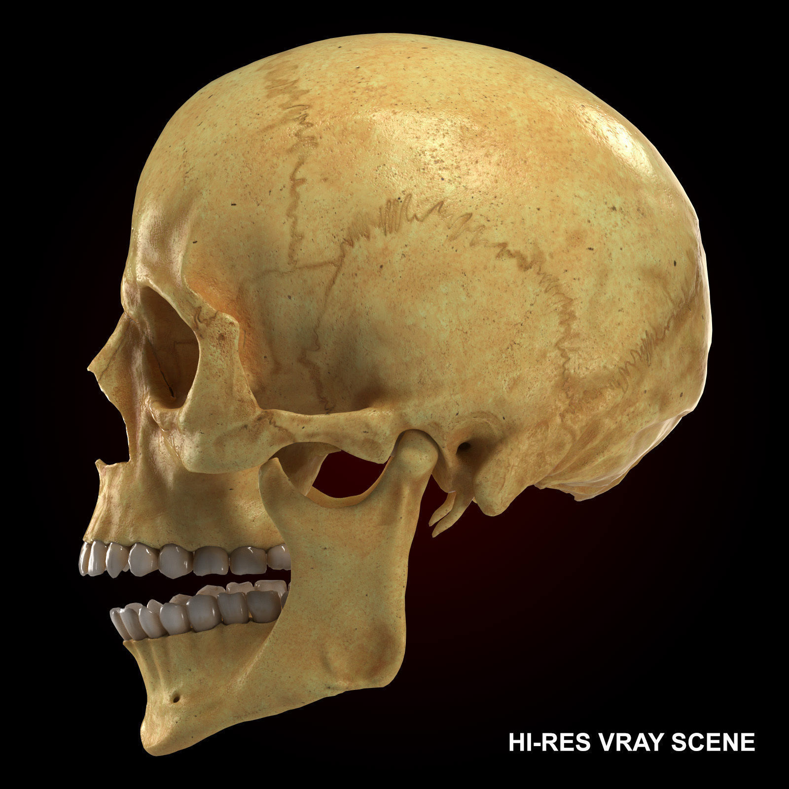 Realistic Skull Teeth and Jaw 3D Model and Sculpt 3D model_9