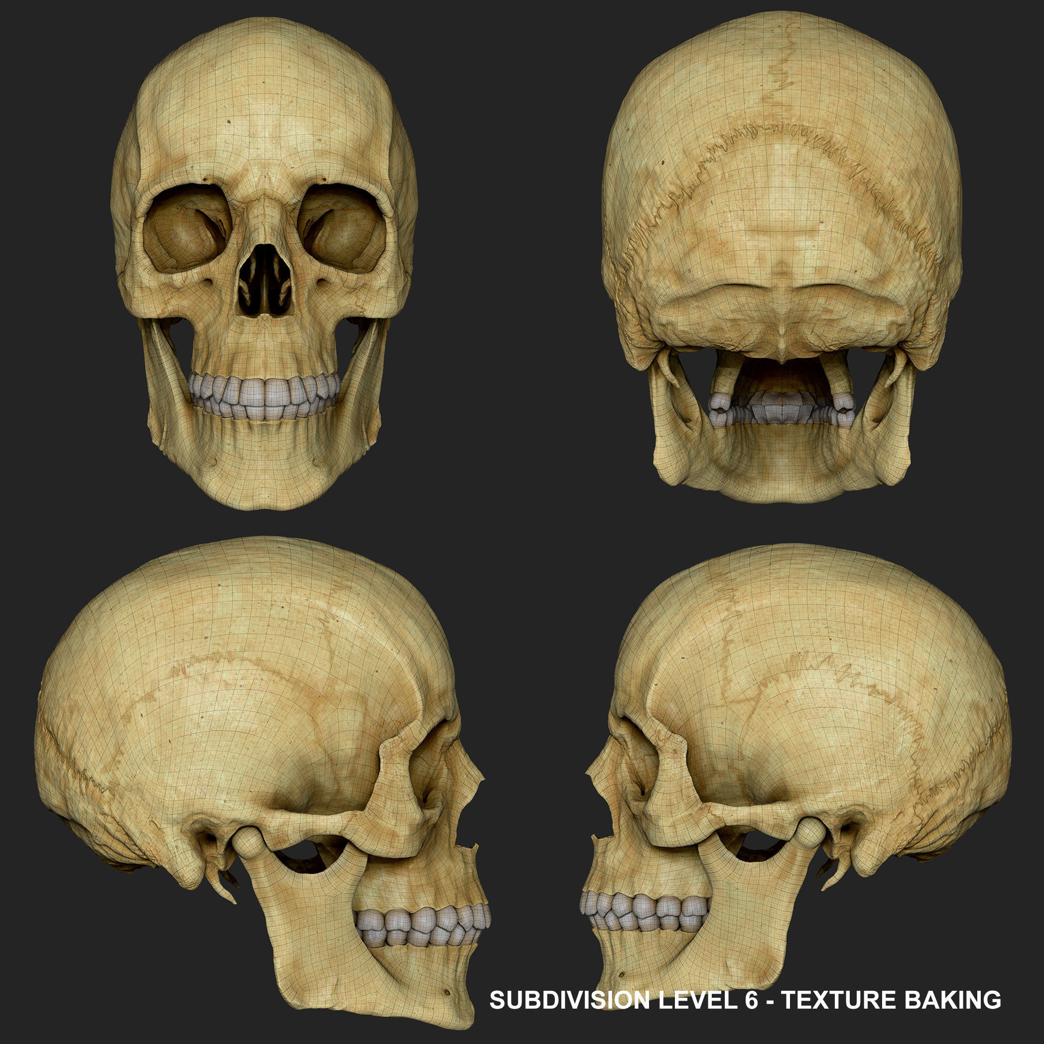 Realistic Skull Teeth and Jaw 3D Model and Sculpt 3D model_26