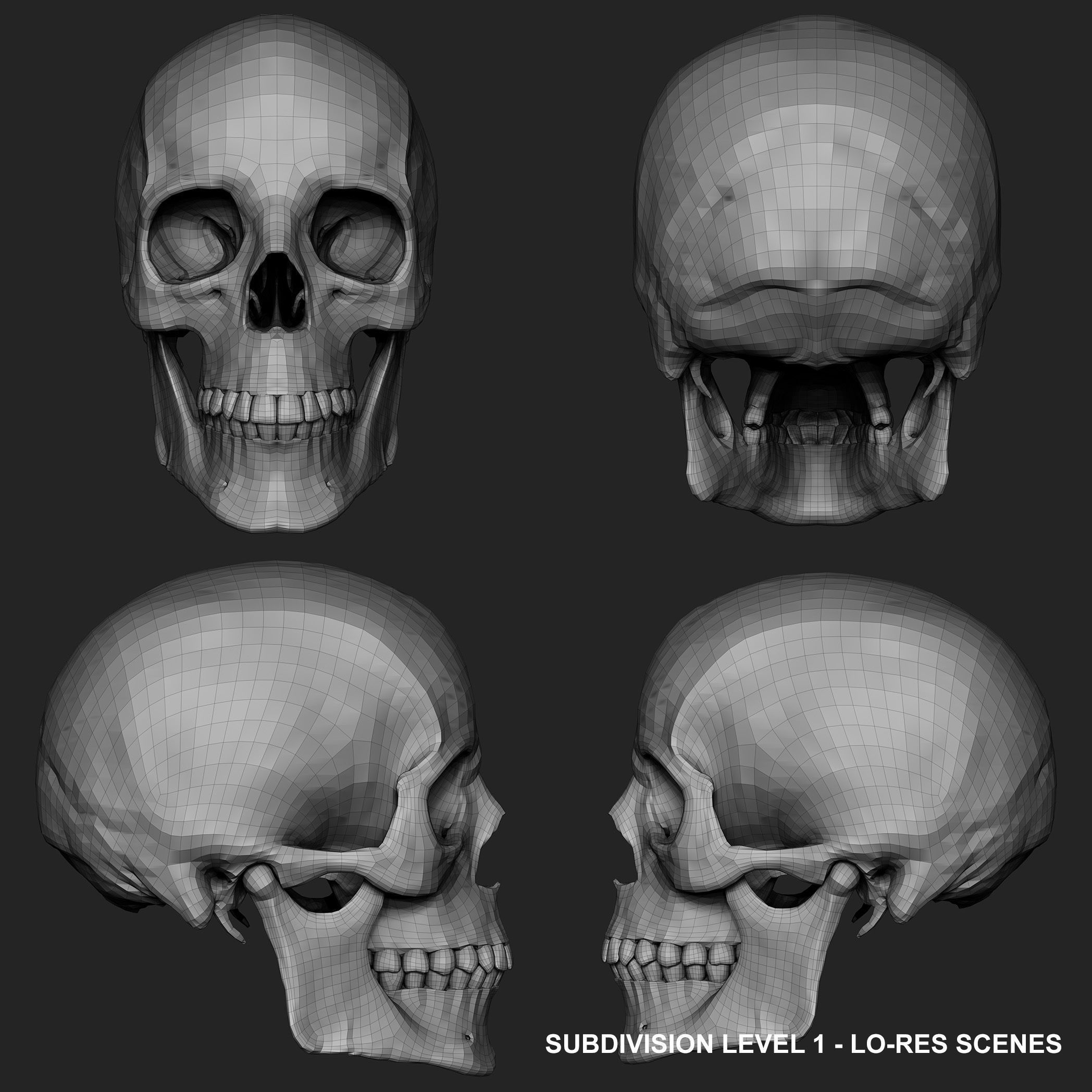 Realistic Skull Teeth and Jaw 3D Model and Sculpt 3D model_27
