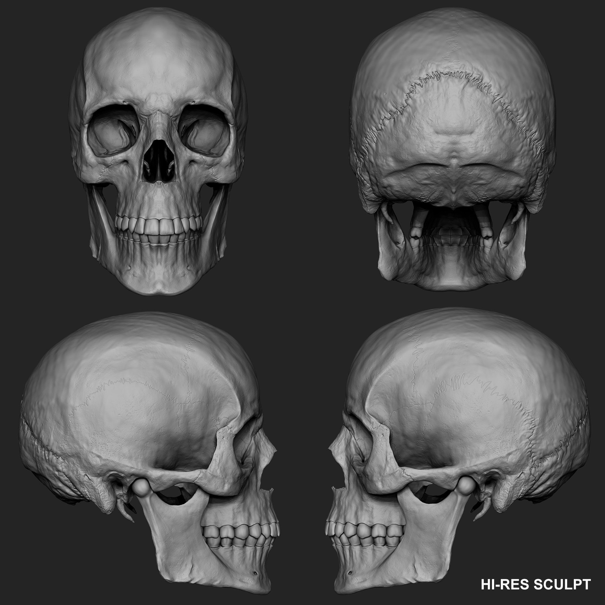 Realistic Skull Teeth and Jaw 3D Model and Sculpt 3D model_16
