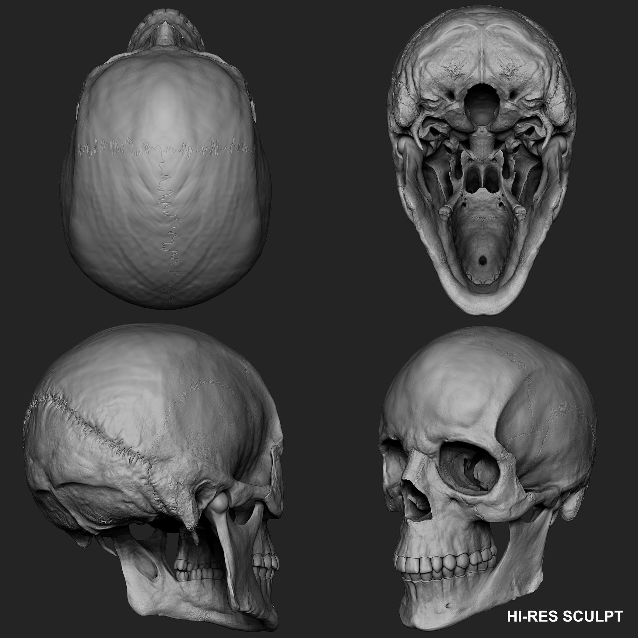 Realistic Skull Teeth and Jaw 3D Model and Sculpt 3D model_17