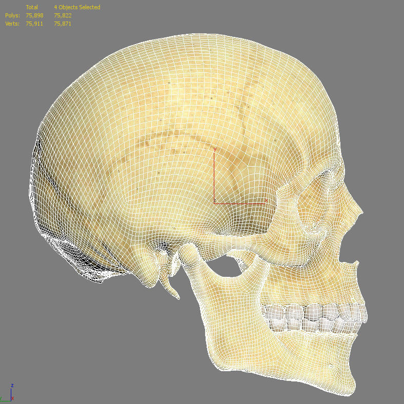 Realistic Skull Teeth and Jaw 3D Model and Sculpt 3D model_31