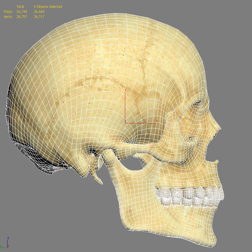 Realistic Skull Teeth and Jaw 3D Model and Sculpt 3D model_32