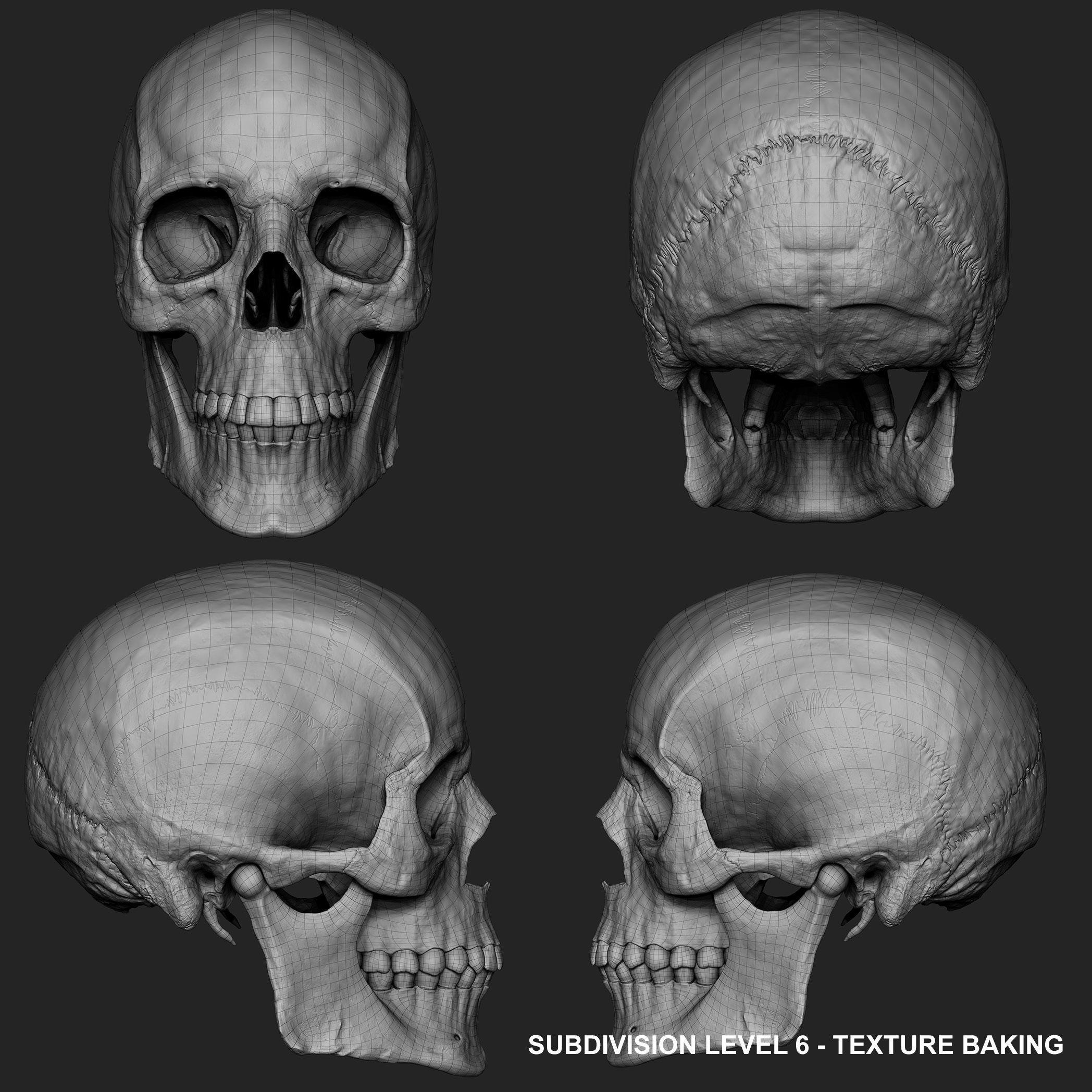 Realistic Skull Teeth and Jaw 3D Model and Sculpt 3D model_29