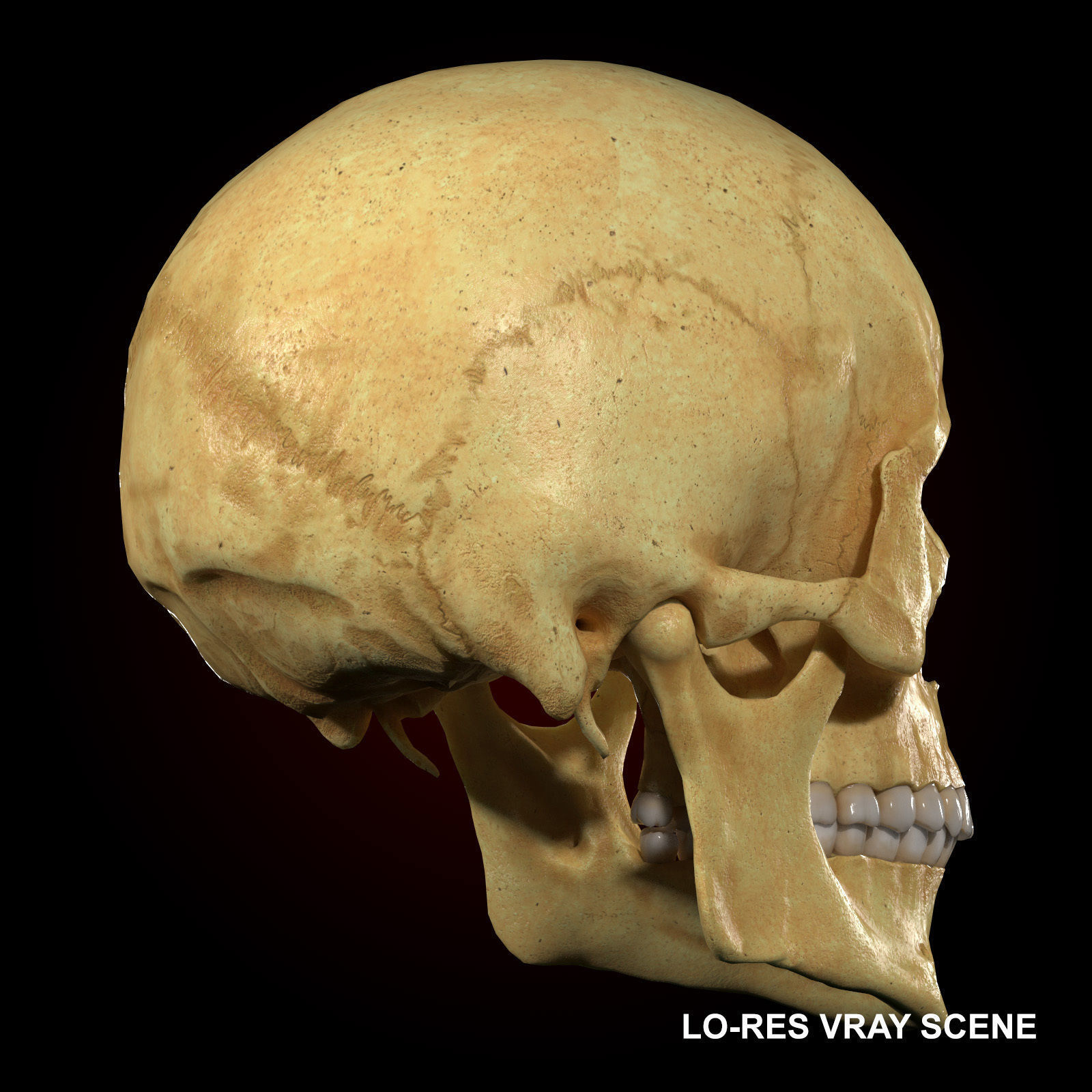 Realistic Skull Teeth and Jaw 3D Model and Sculpt 3D model_5