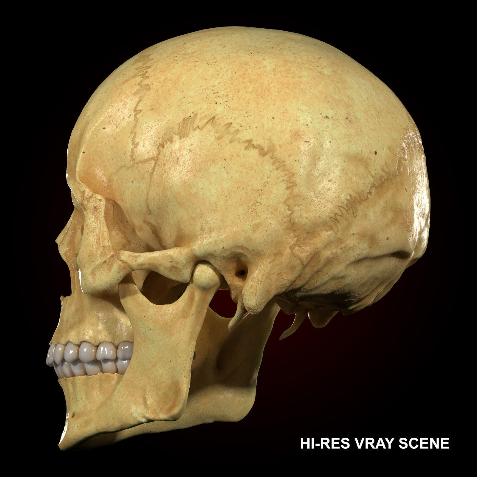 Realistic Skull Teeth and Jaw 3D Model and Sculpt 3D model_2