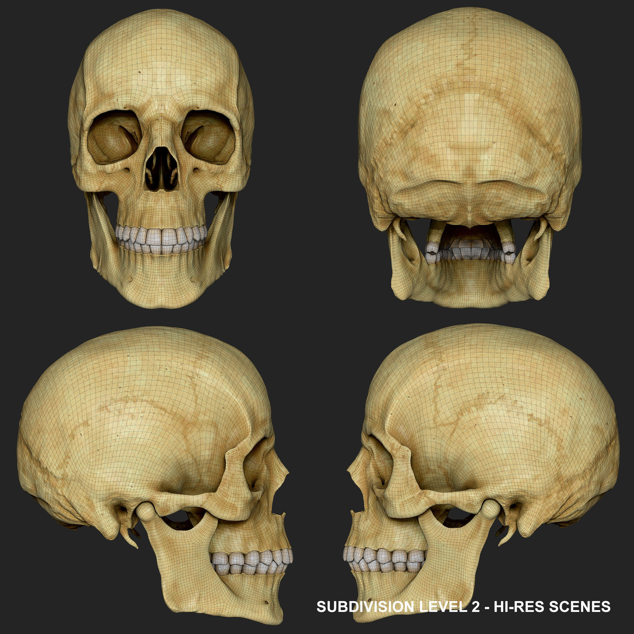 Realistic Skull Teeth and Jaw 3D Model and Sculpt 3D model_25