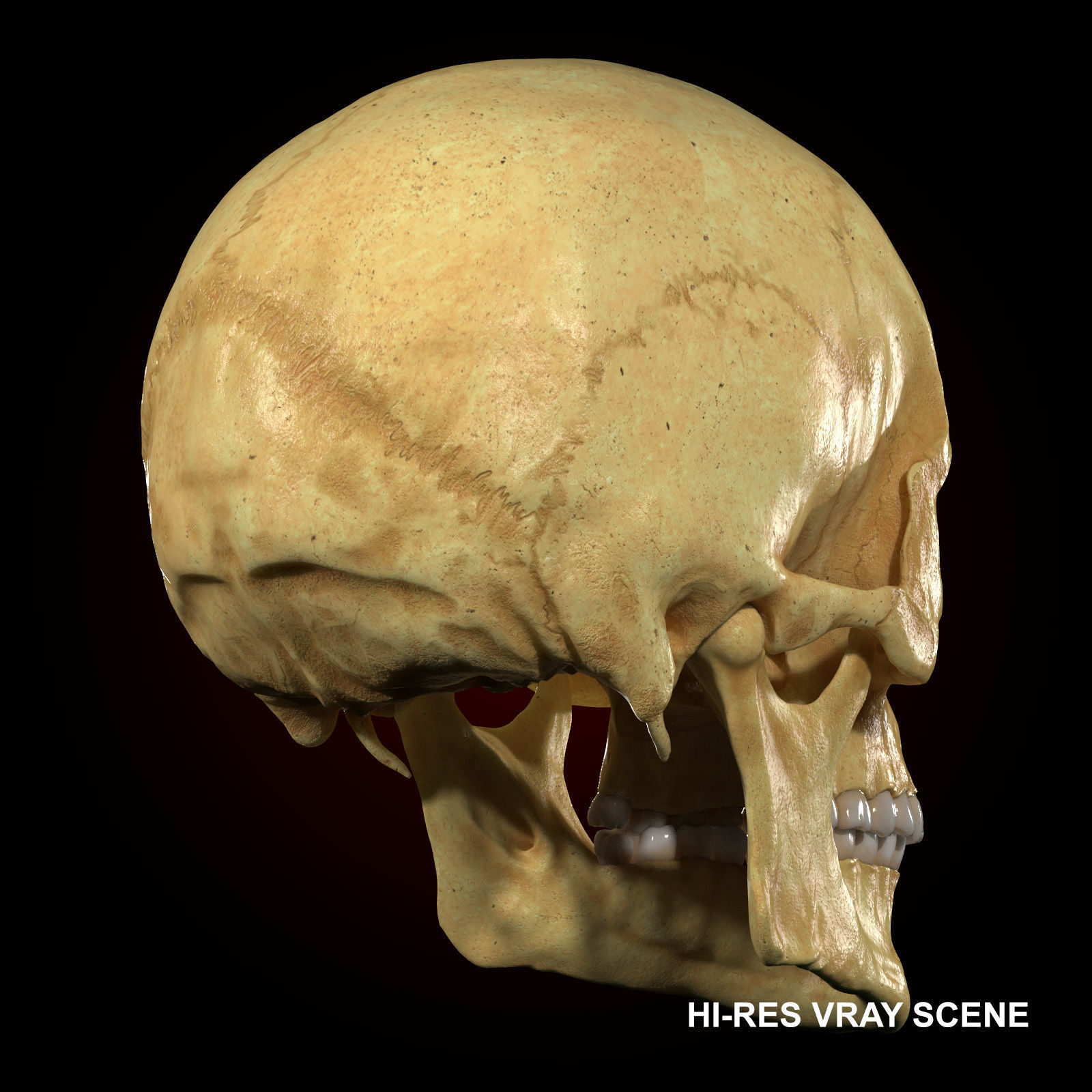 Realistic Skull Teeth and Jaw 3D Model and Sculpt 3D model_3