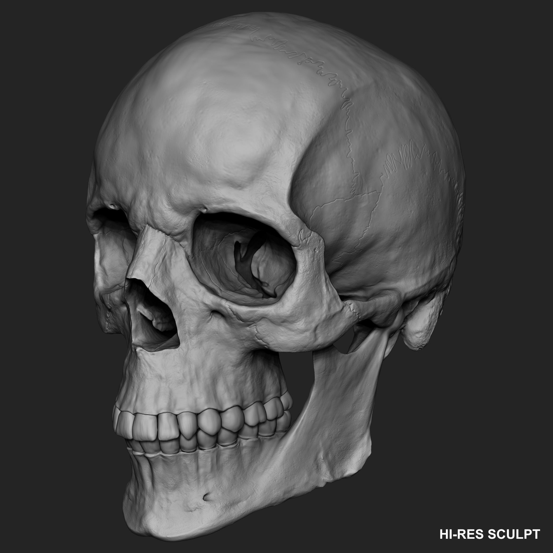 Realistic Skull Teeth and Jaw 3D Model and Sculpt 3D model_18