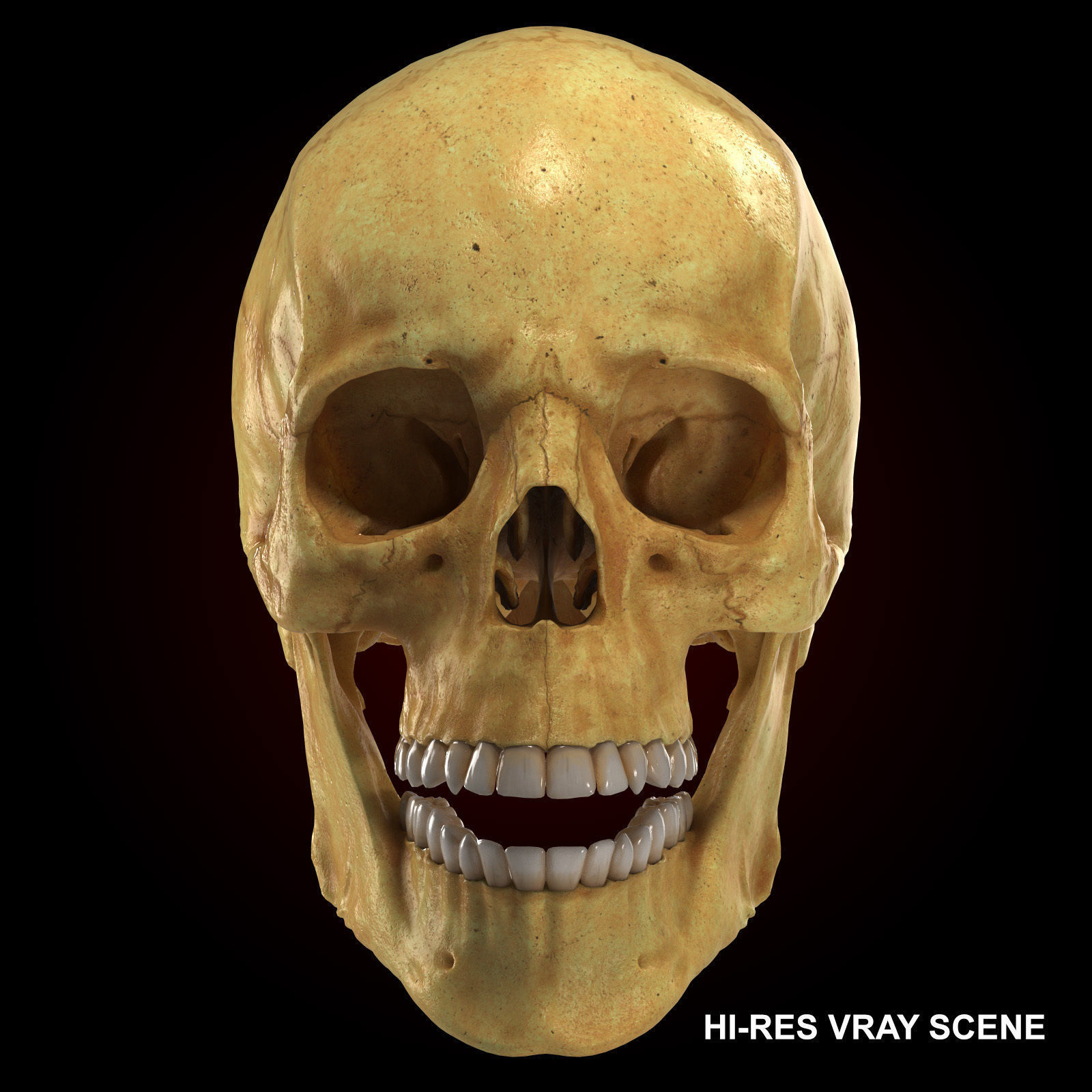 Realistic Skull Teeth and Jaw 3D Model and Sculpt 3D model_8