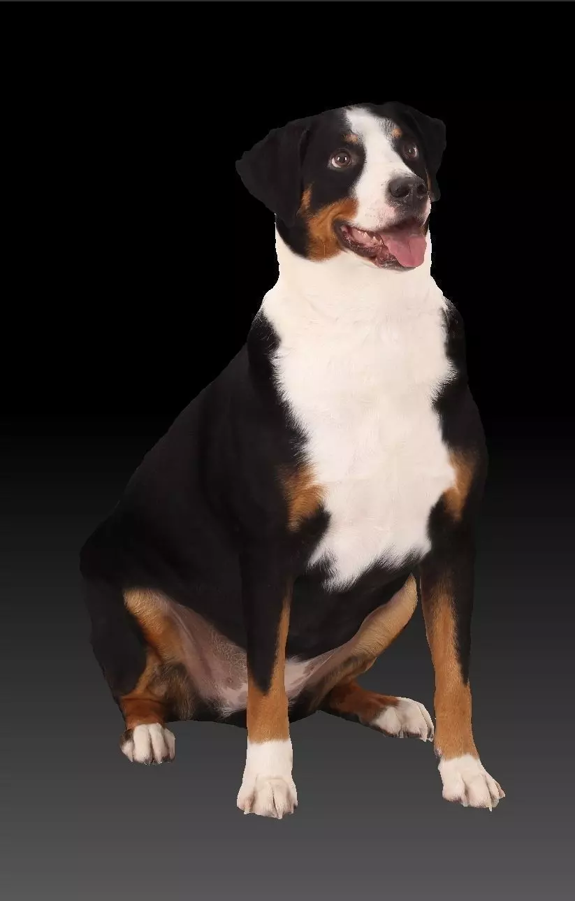 Dog Appenzeller scan3d photogrammetry animals 3D model