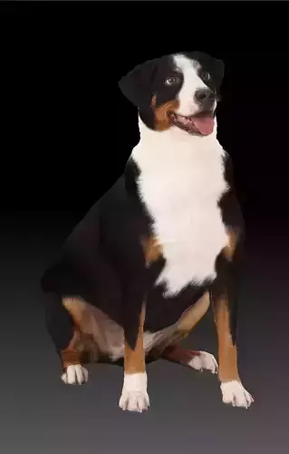 Dog Appenzeller scan3d photogrammetry animals