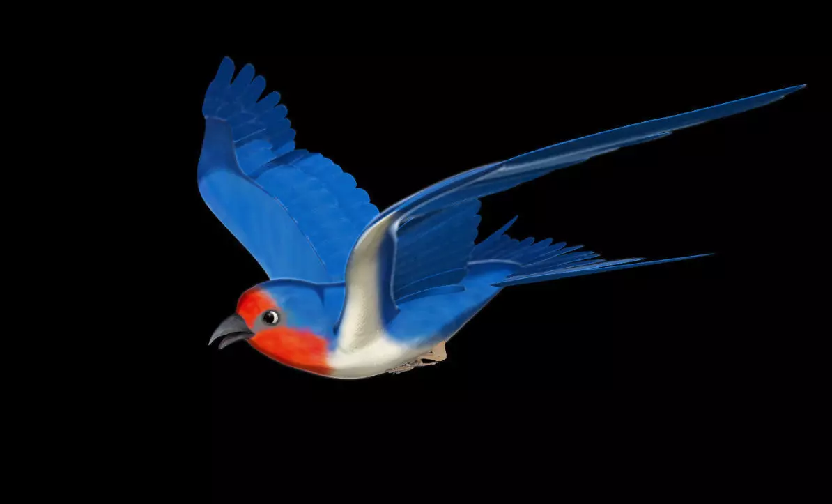 Rigged and animated cartoon swallow  3D model_0