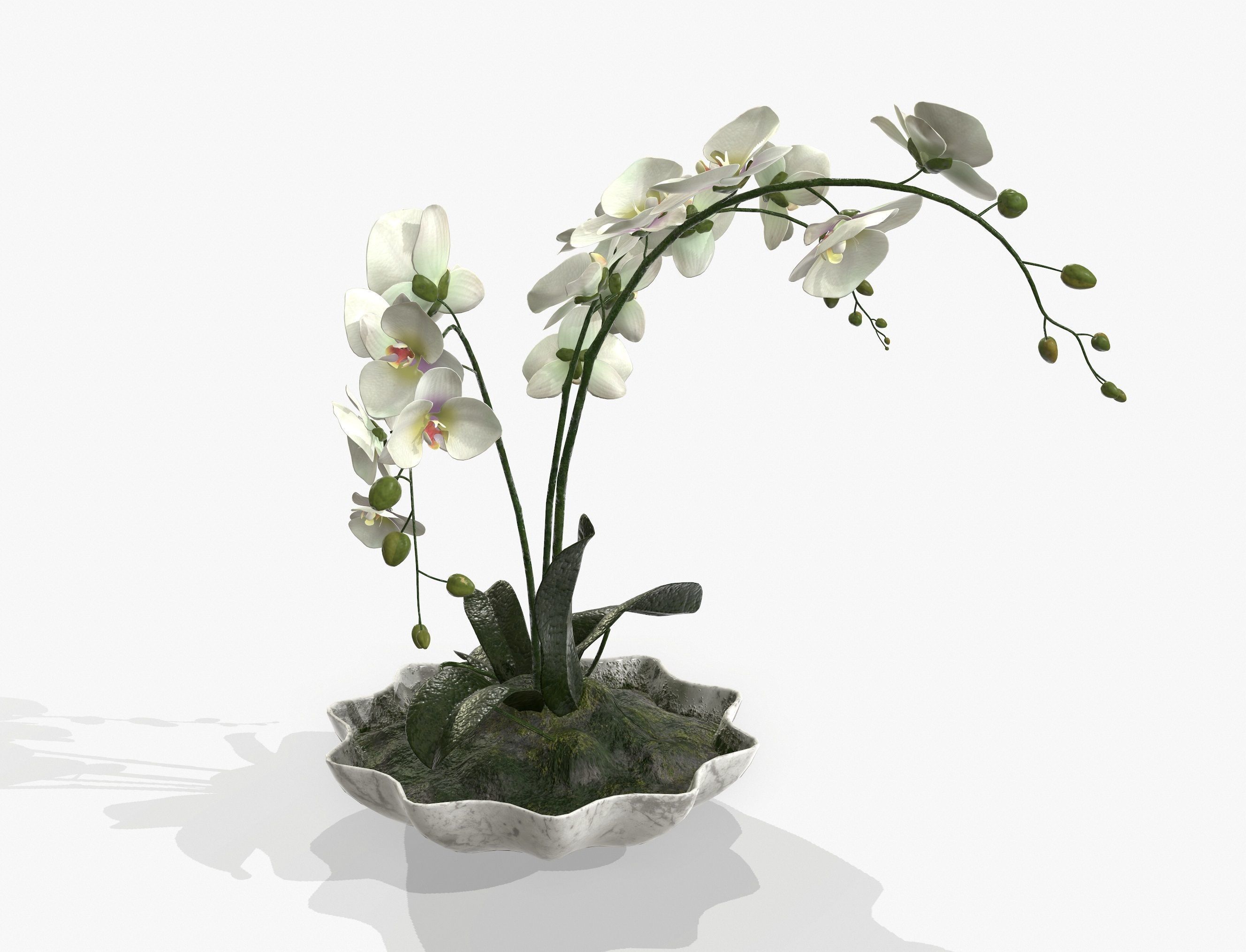 Orchidaceae orchid in vase 3D model_3
