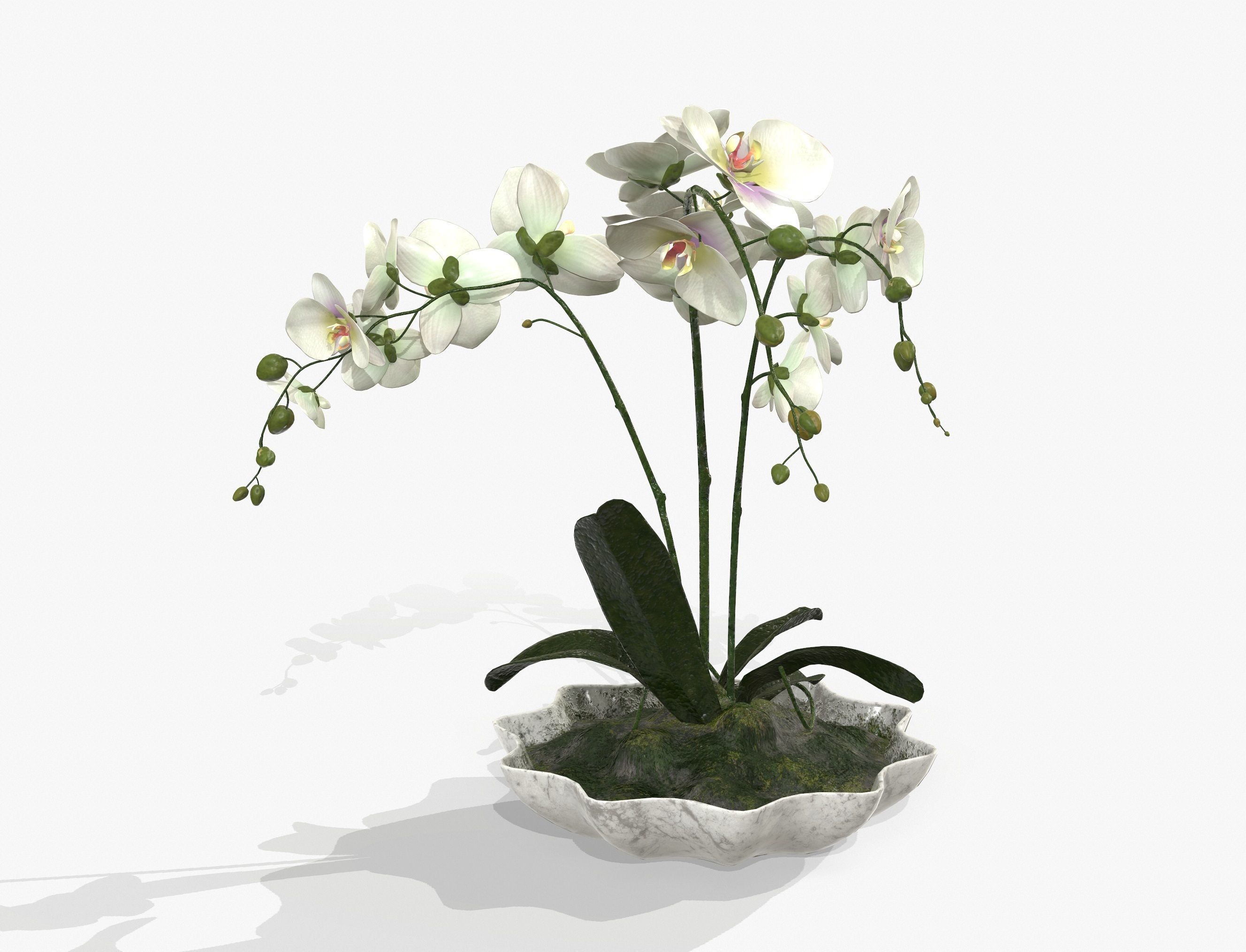 Orchidaceae orchid in vase 3D model_2