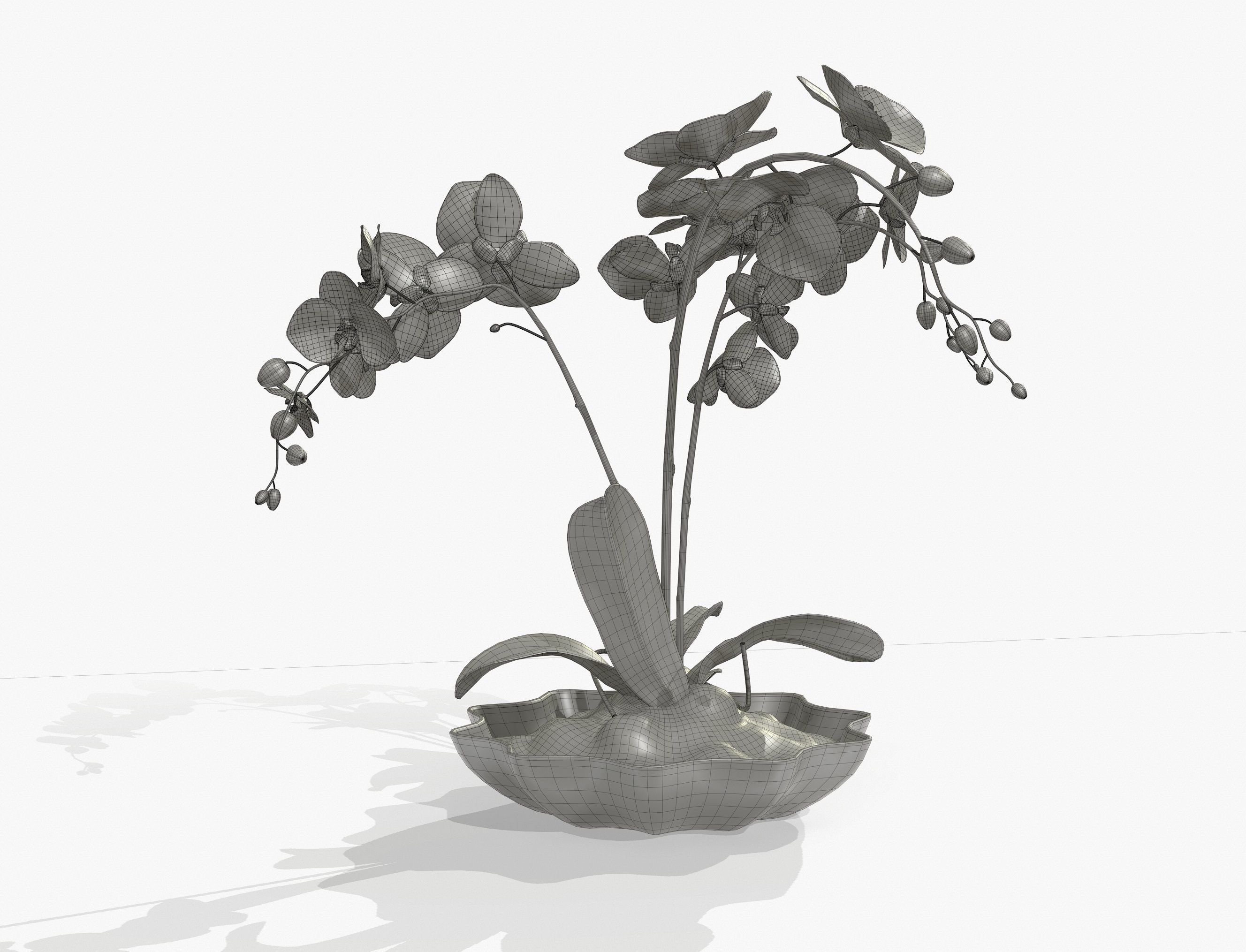 Orchidaceae orchid in vase 3D model_5