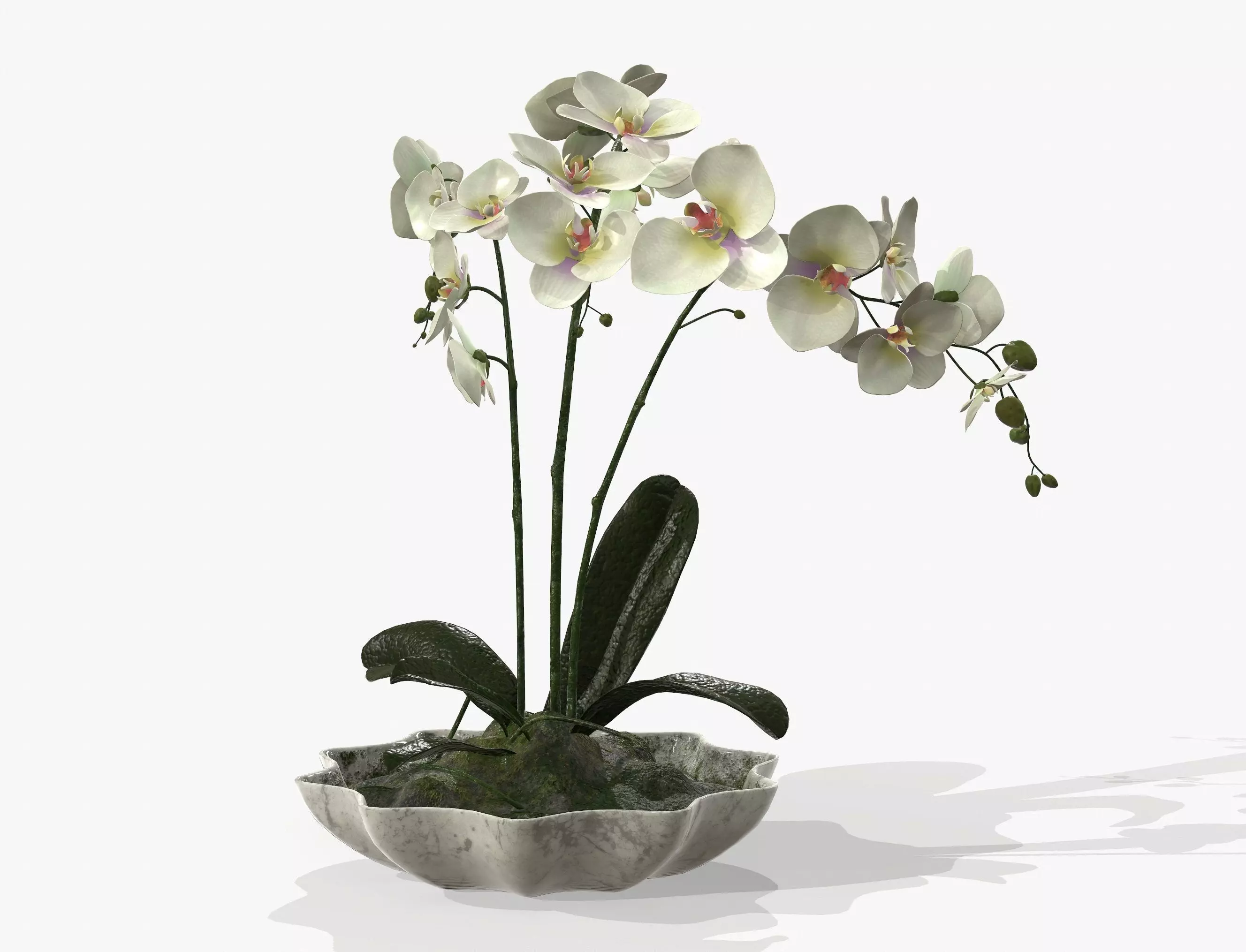 Orchidaceae orchid in vase 3D model_0