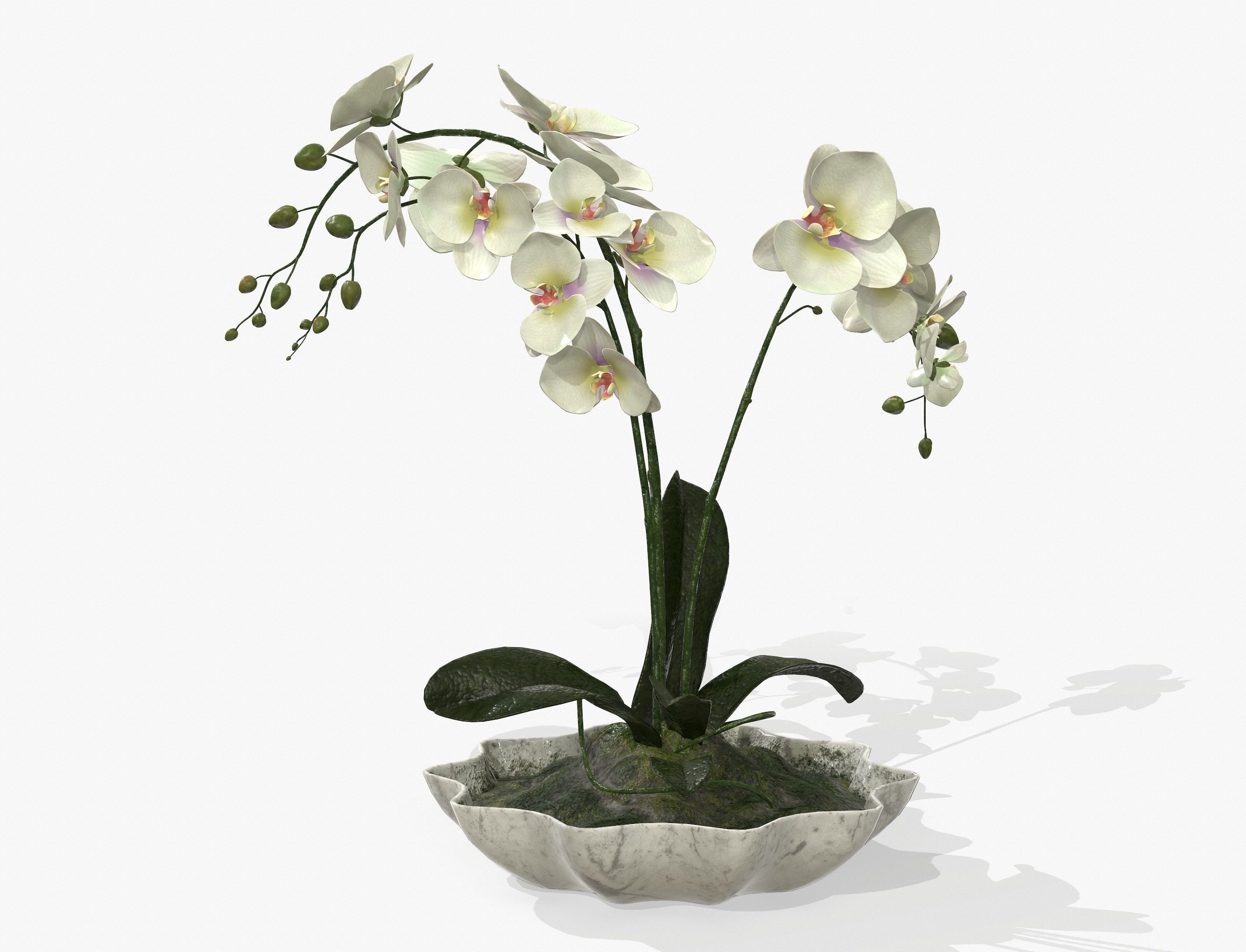 Orchidaceae orchid in vase 3D model_1
