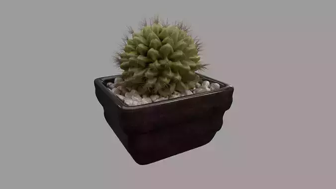 Cactus Pot -Model 3D model