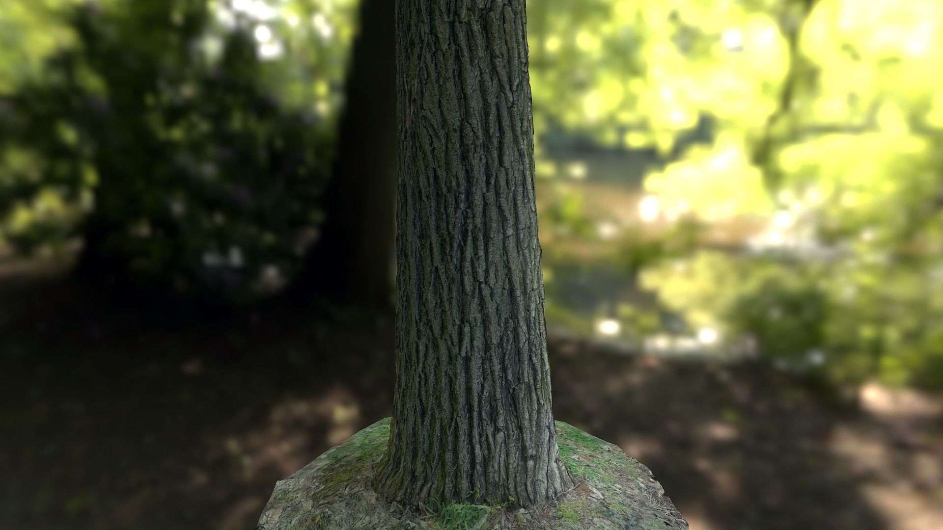 Tree Realistic - Low Poly - Game Ready close up of trees in f... Low-poly 3D model_2