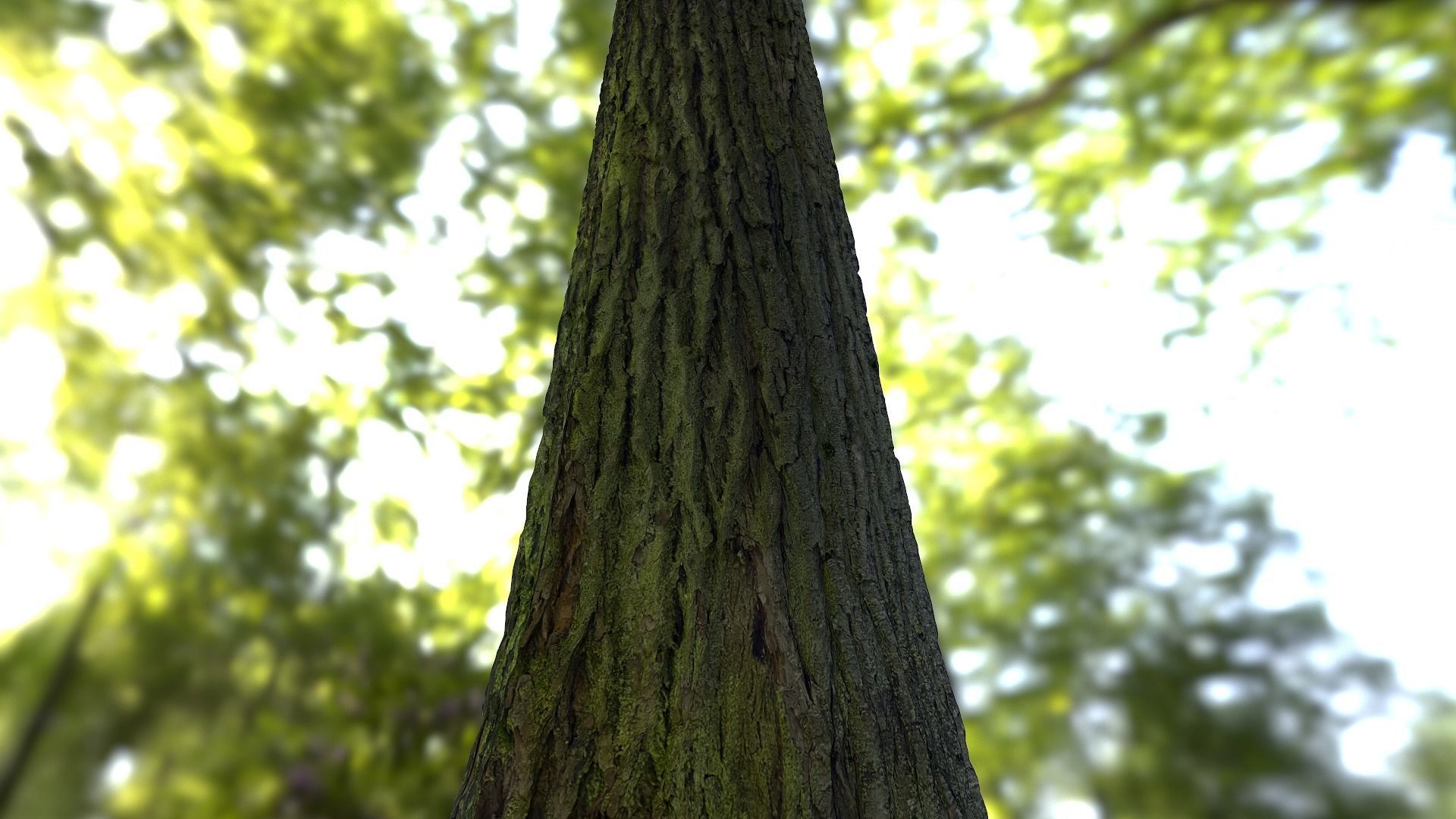 Tree Realistic - Low Poly - Game Ready close up of trees in f... Low-poly 3D model_4