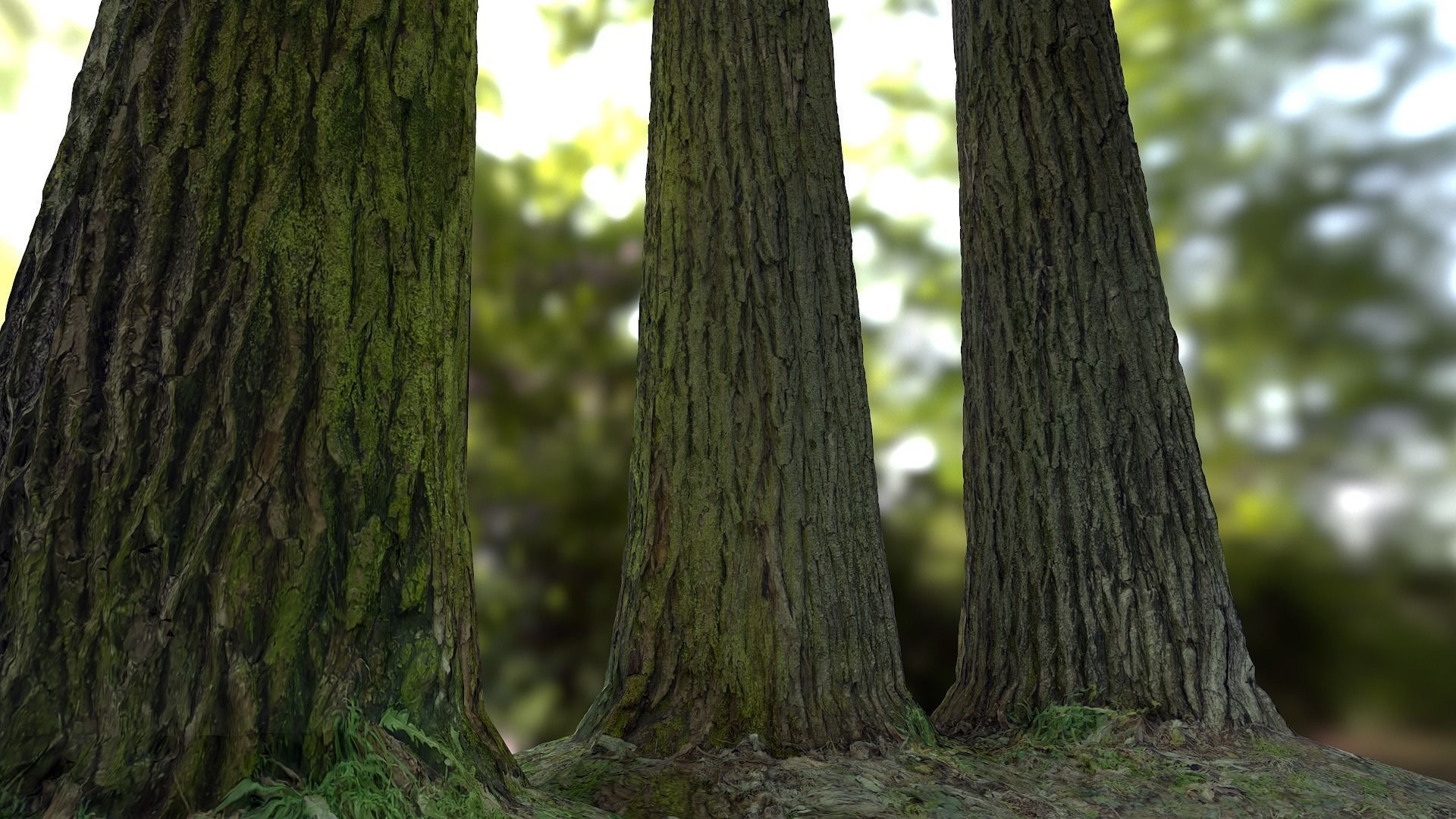 Tree Realistic - Low Poly - Game Ready close up of trees in f... Low-poly 3D model_6