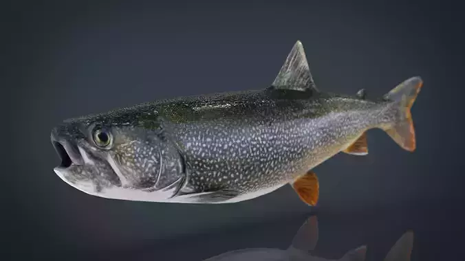 TROUT brook Low-poly 3D model