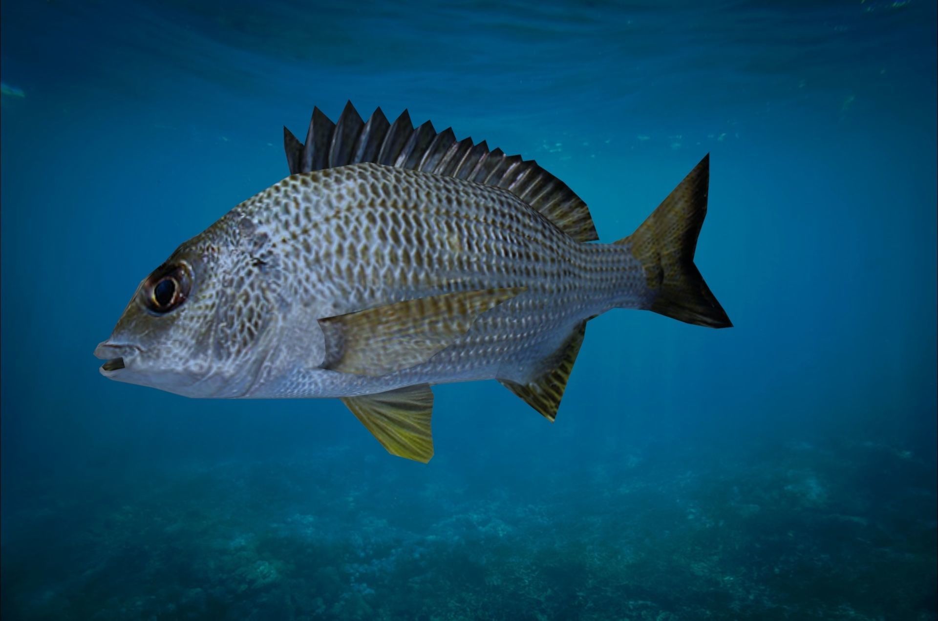 Bream Fish Lowpoly 3D Gaming model Low-poly 3D model_2