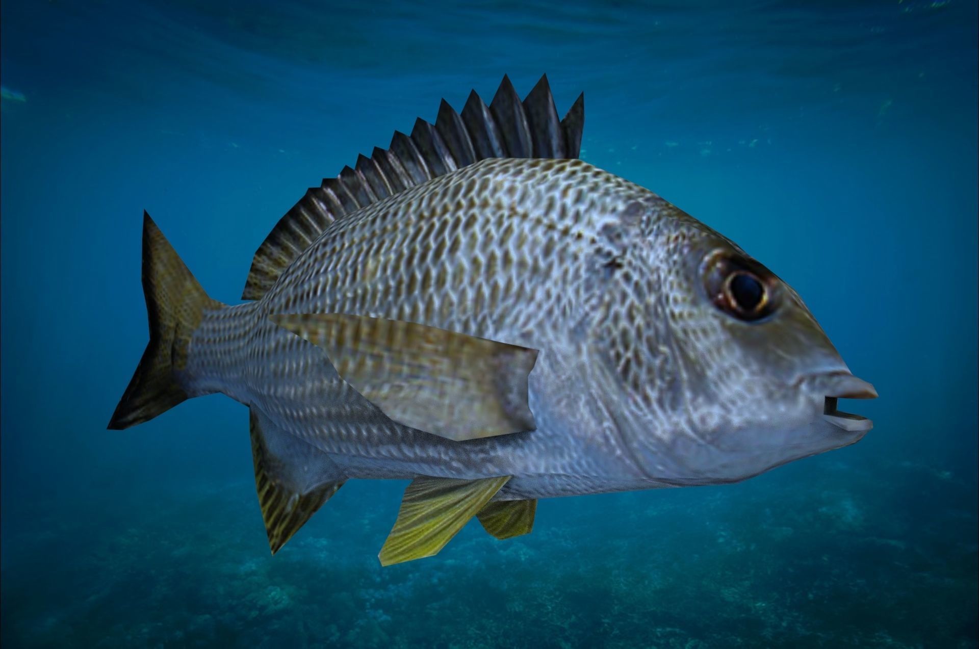 Bream Fish Lowpoly 3D Gaming model Low-poly 3D model_4
