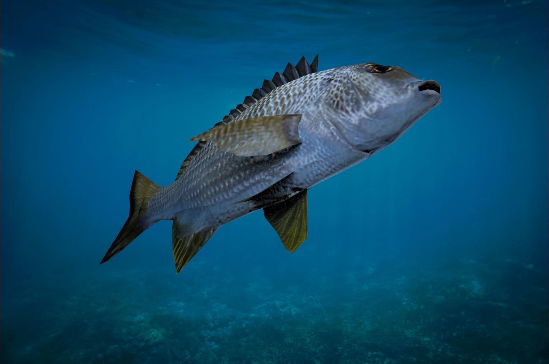 Bream Fish Lowpoly 3D Gaming model Low-poly 3D model_5