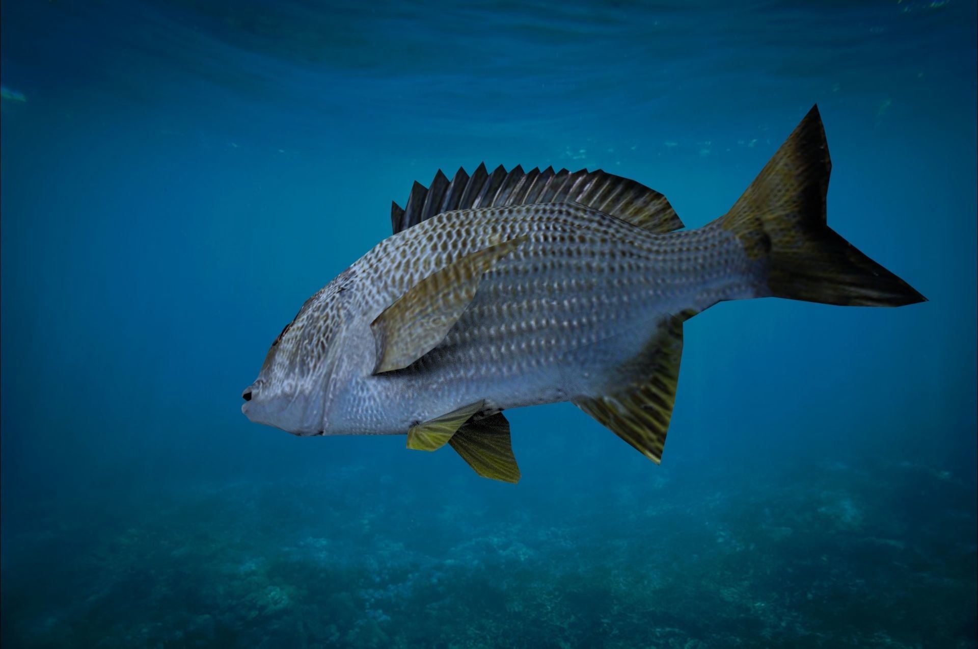 Bream Fish Lowpoly 3D Gaming model Low-poly 3D model_6