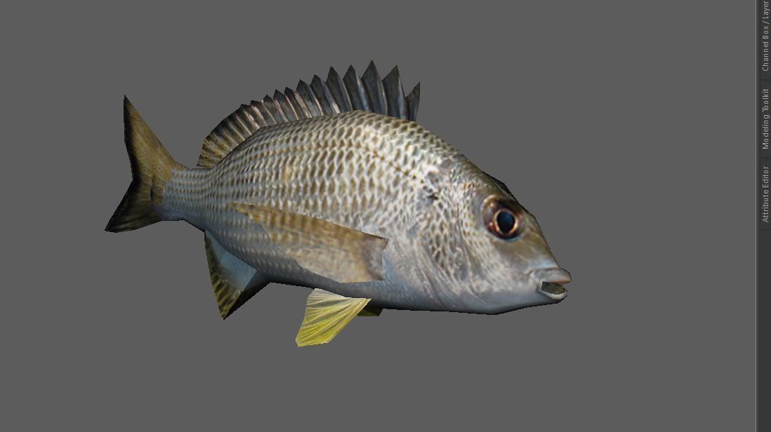 Bream Fish Lowpoly 3D Gaming model Low-poly 3D model_1