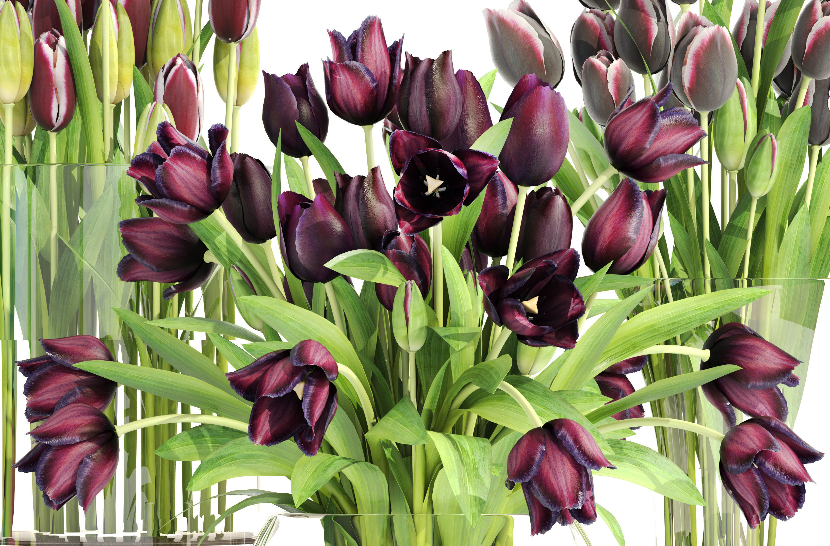 Bouquet of tulips 3 pieces 3D model_1