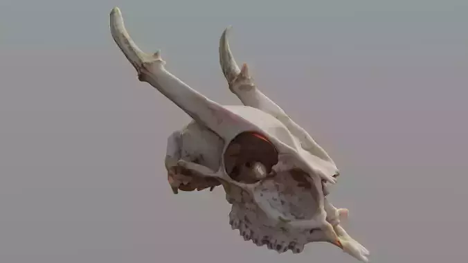 Muntjac Deer Skull 3D model