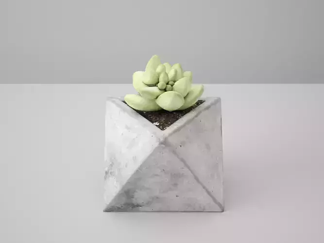 Octaeder Concrete Potted Cactus  3D model