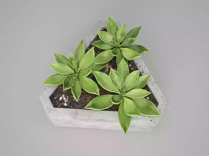 Triangle Concrete Potted Cactus  3D model