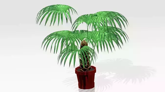 ARECA PALM