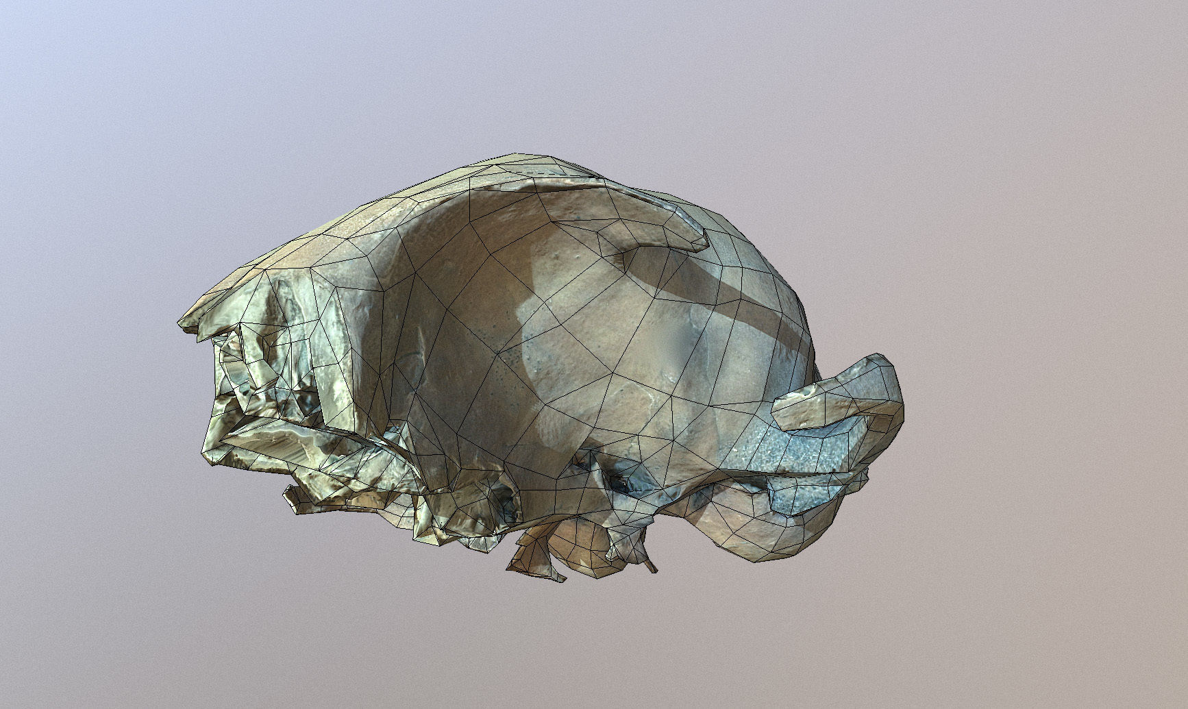 Photorealistic scanned small skull of rodent  Low-poly 3D model_5