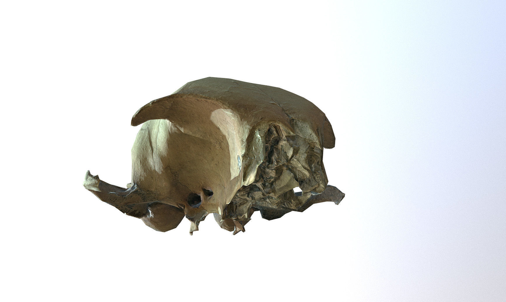Photorealistic scanned small skull of rodent  Low-poly 3D model_12