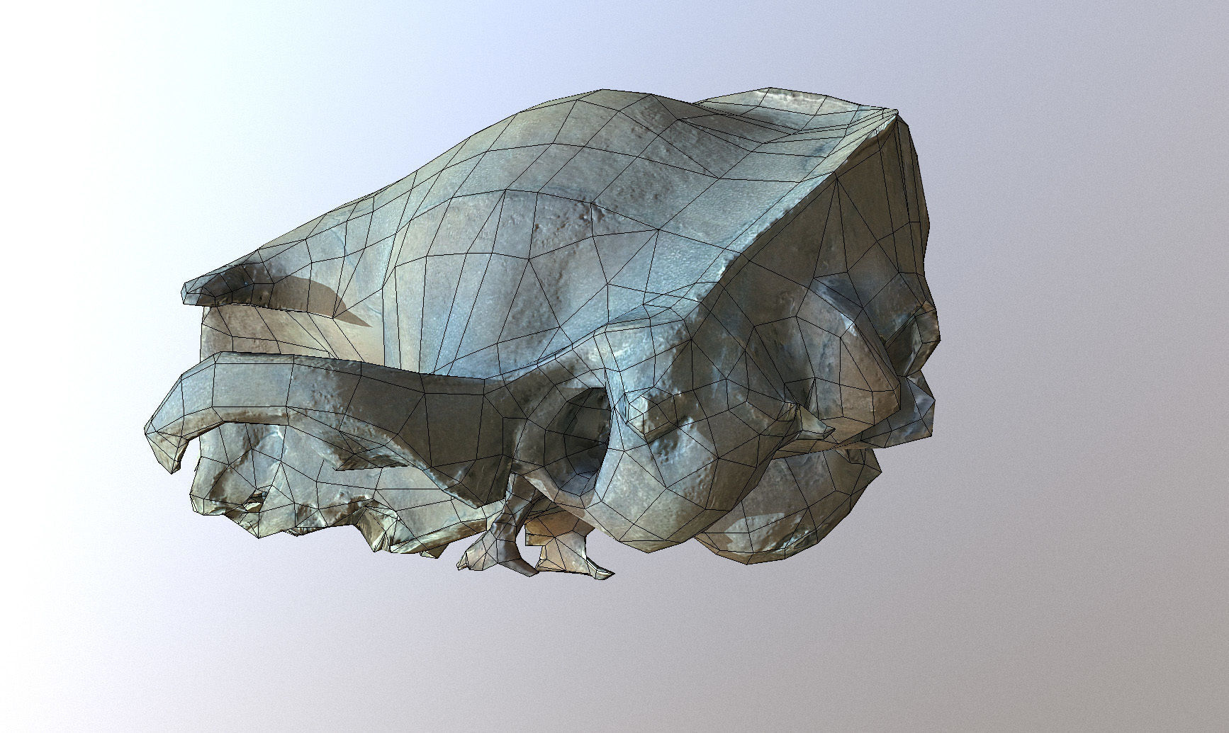 Photorealistic scanned small skull of rodent  Low-poly 3D model_7