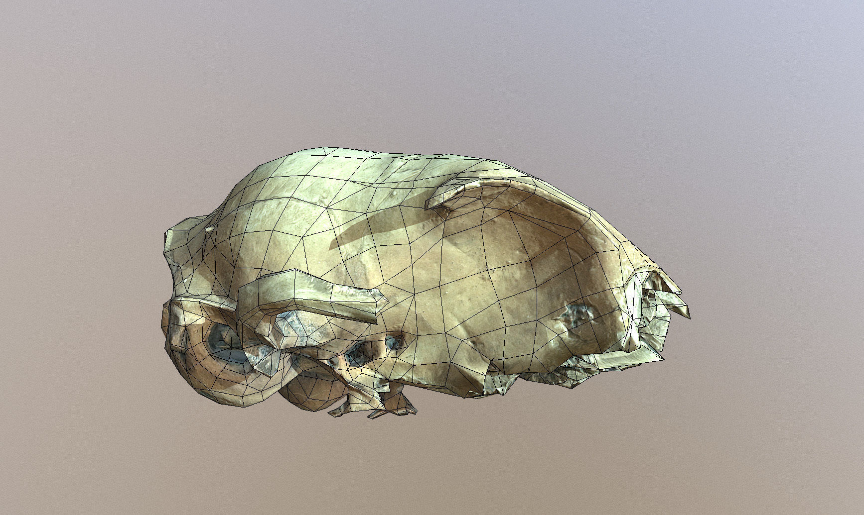Photorealistic scanned small skull of rodent  Low-poly 3D model_11